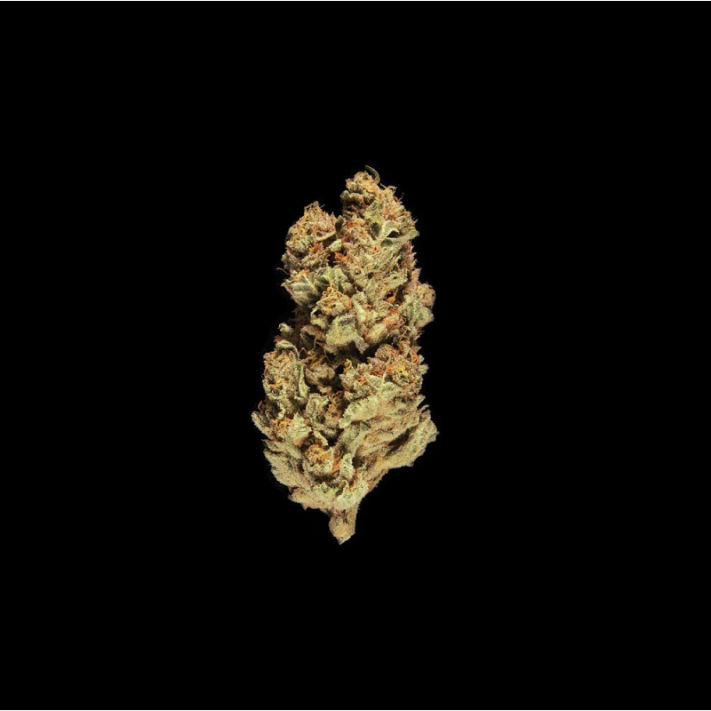 Blueberry Muffin 2024 (Hybride)