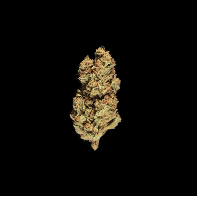 Blueberry Muffin 2024 (Hybride)